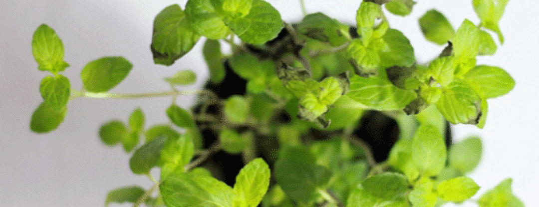 Vitamines uit de tuin!