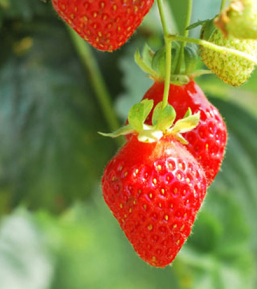 Pluk je eigen fruit!