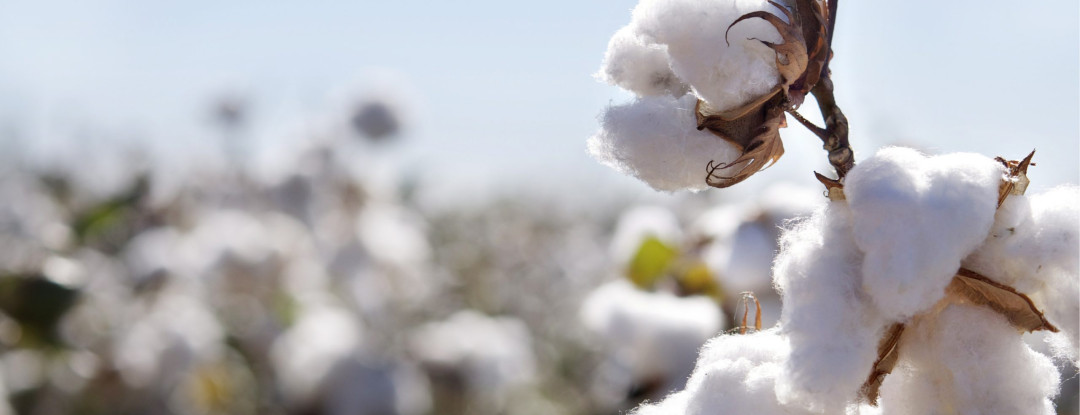 Fabric Fact: Pitjeskatoen